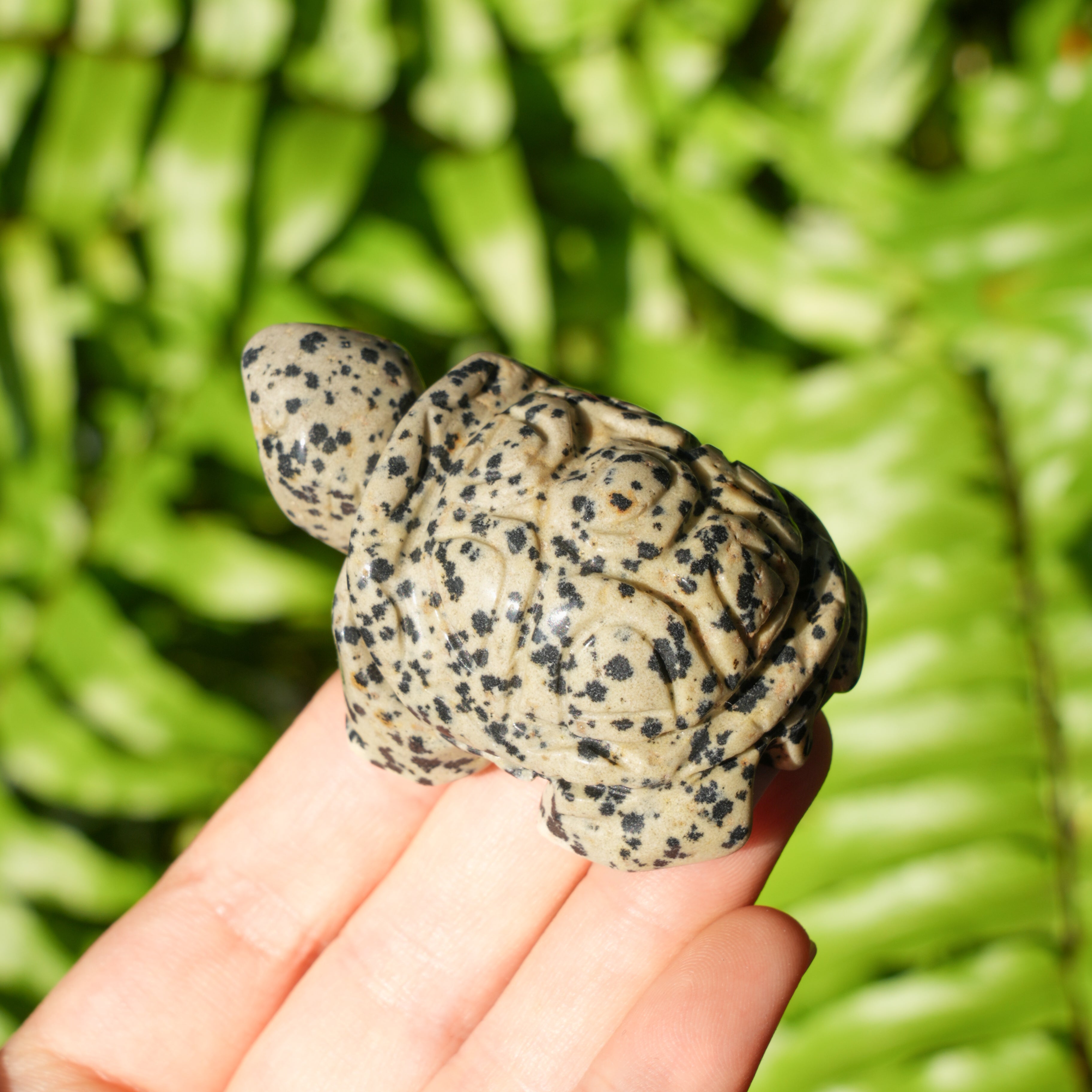 Dalmatian Jasper Turtle