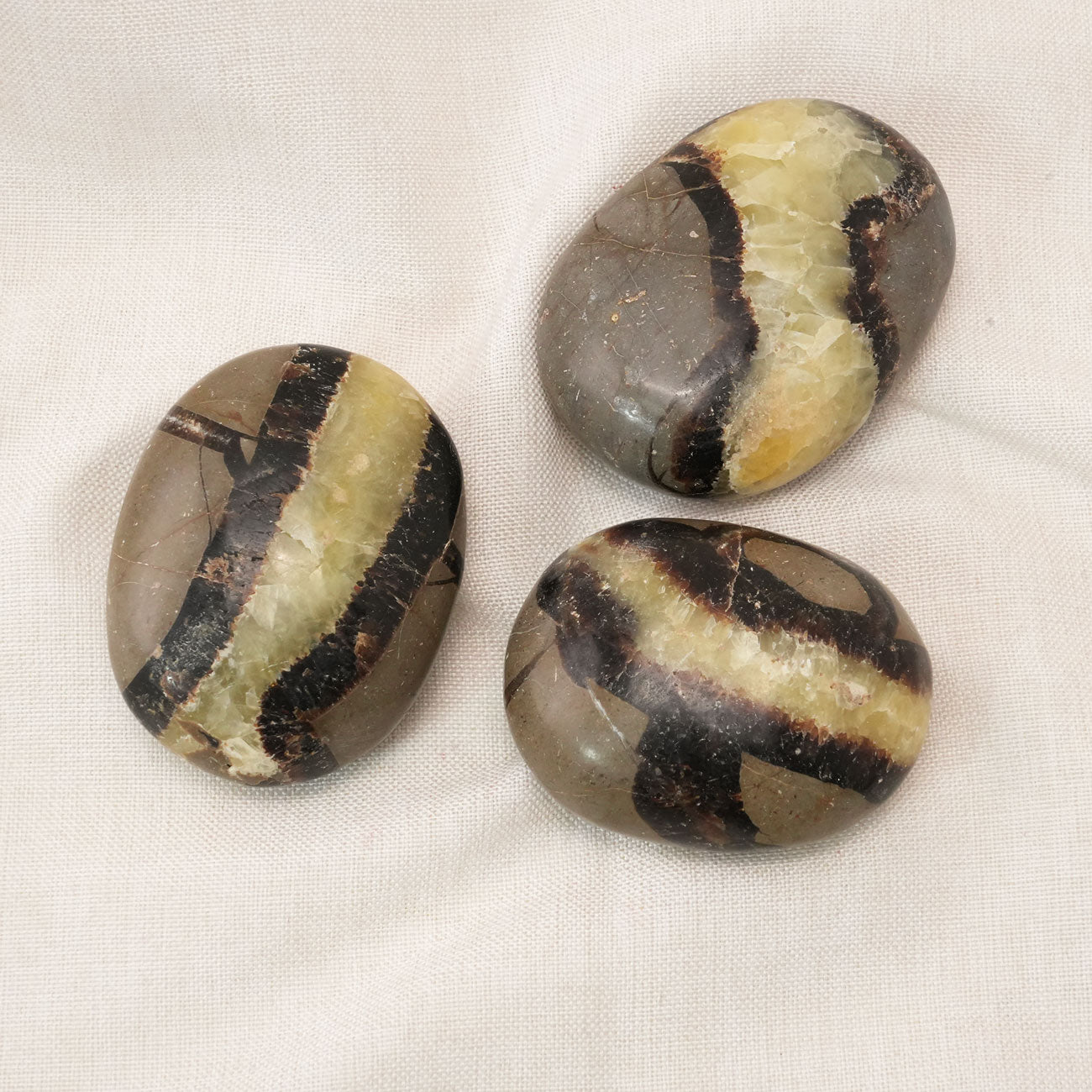 Septarium Palm Stone, ideal for grounding energies and promoting emotional healing