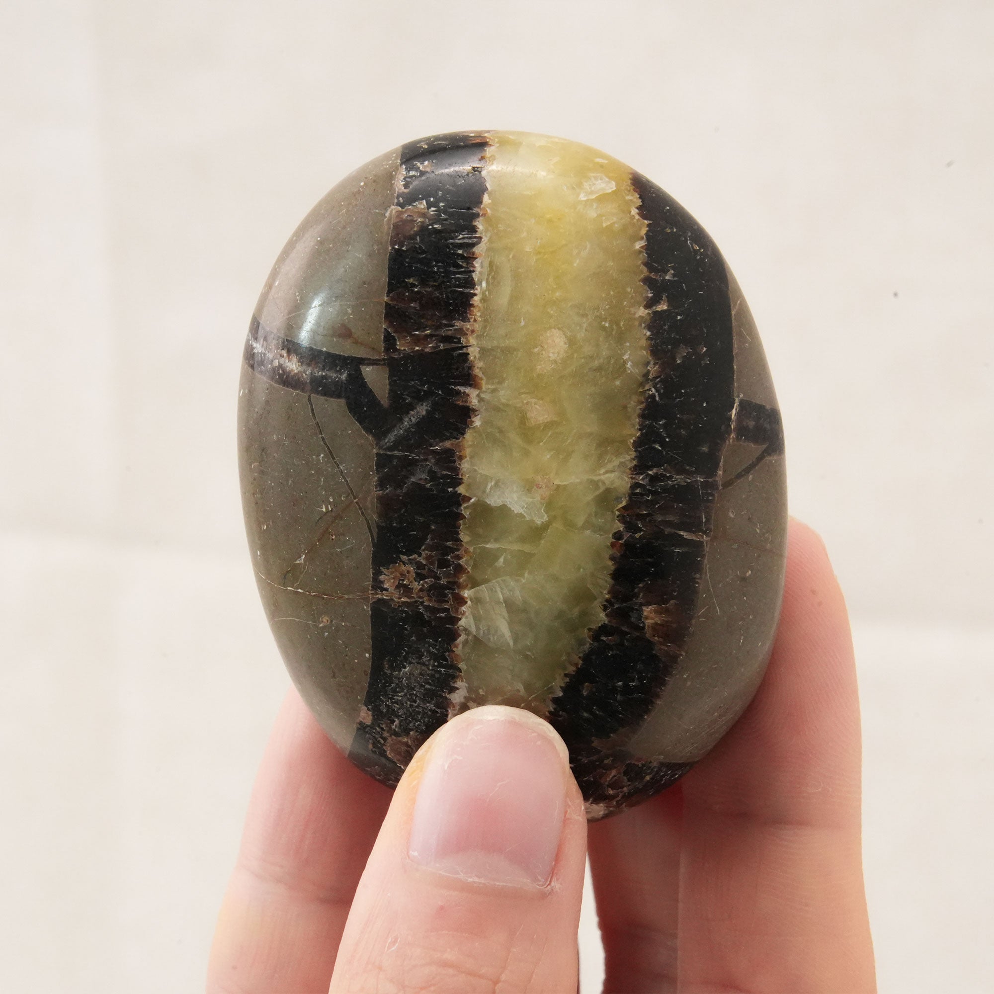 Unique Septarium Palm Stone with natural patterns, excellent for stress relief and focus
