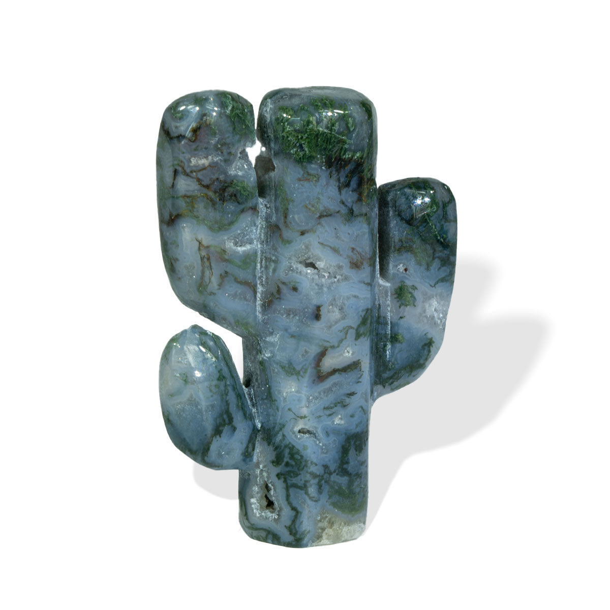 Cactus de dos ramas de 2 pulgadas a granel
