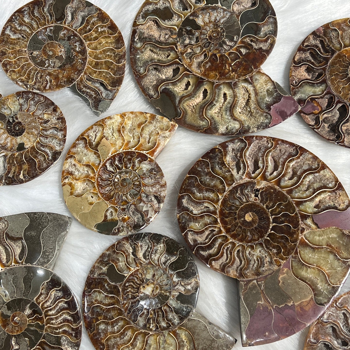 Ammonite Fossil Slices For Sale