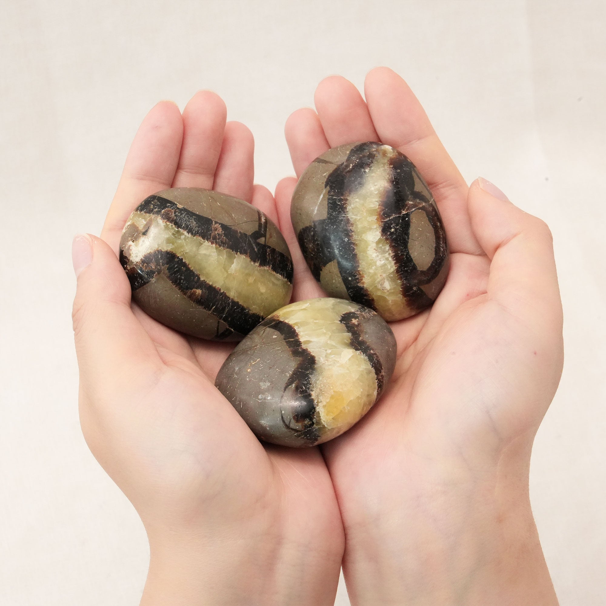 Natural Septarium Palm Stone for stress relief and enhancing clarity in meditation practices