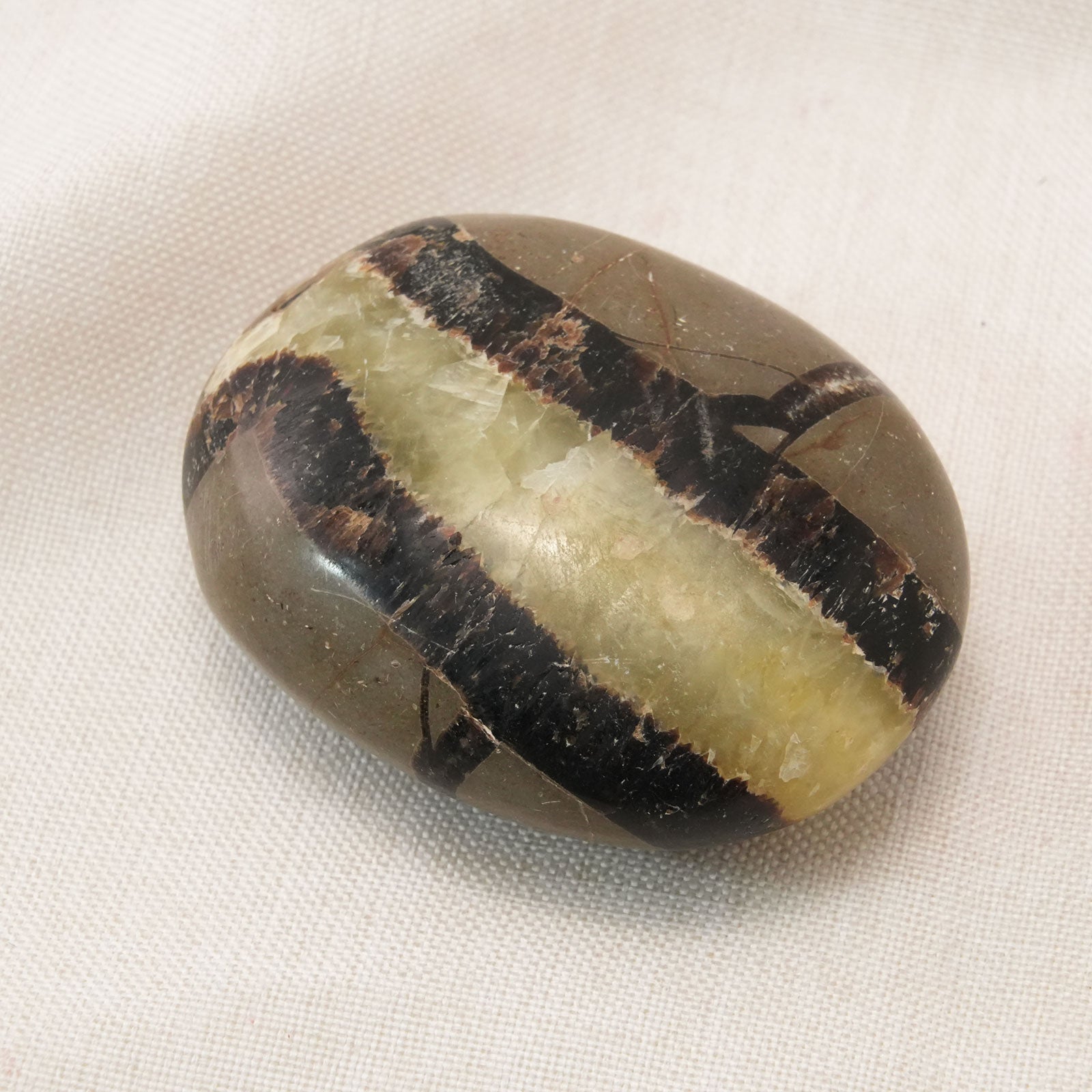 Beautifully polished Septarium Palm Stone, a powerful tool for personal strength and stability