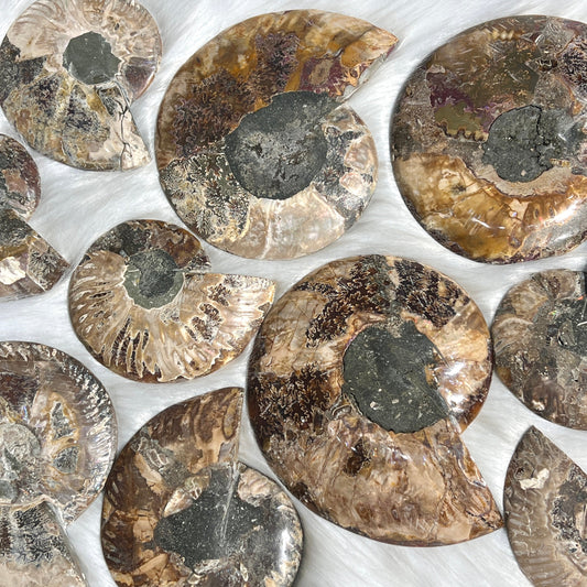 Ammonite Fossil Slices For Sale